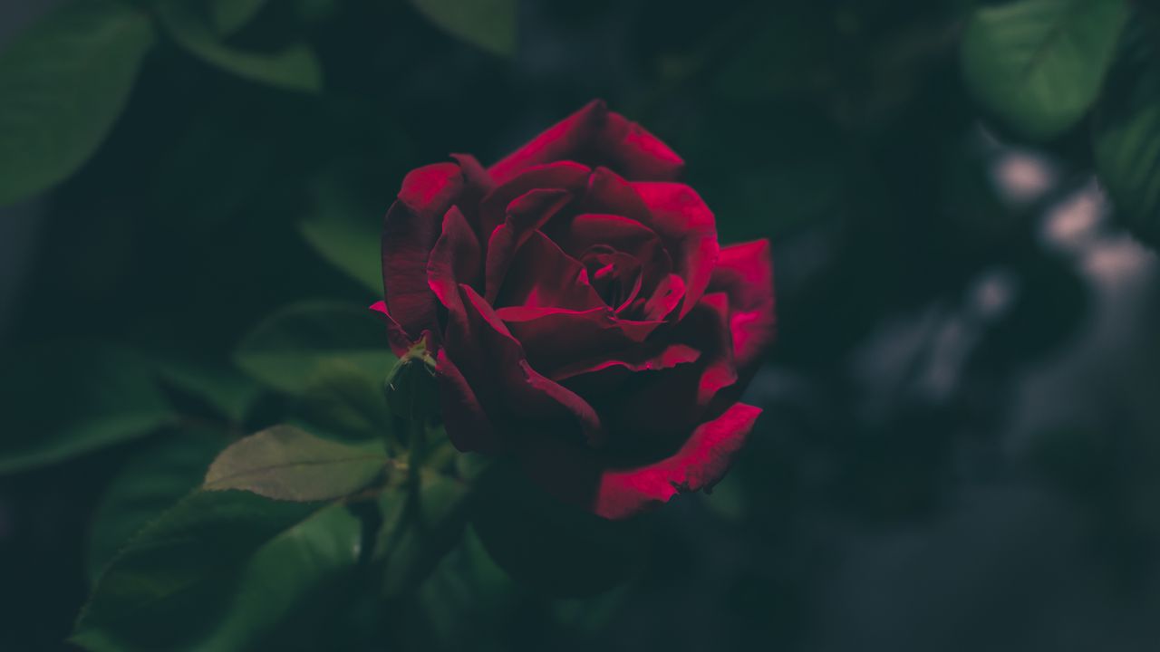 Wallpaper rose, bud, dark