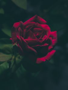 Preview wallpaper rose, bud, dark