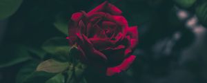 Preview wallpaper rose, bud, dark
