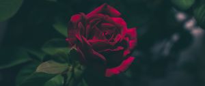 Preview wallpaper rose, bud, dark