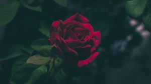 Preview wallpaper rose, bud, dark