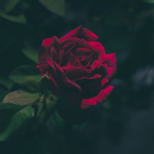 Preview wallpaper rose, bud, dark