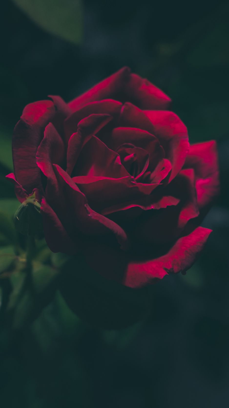 1 Dozen - 100 Hot Pink Roses – Jelical Flowers