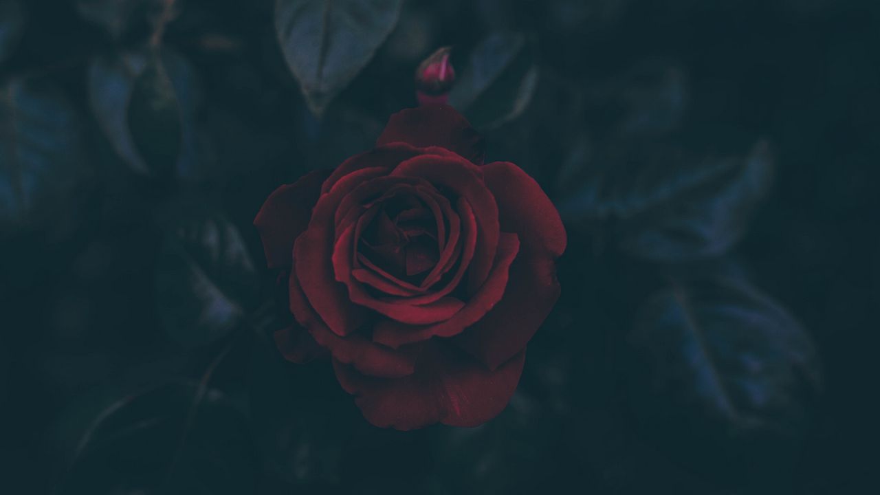 Wallpaper rose, bud, dark, leaves