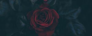 Preview wallpaper rose, bud, dark, leaves