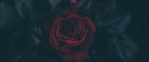 Preview wallpaper rose, bud, dark, leaves