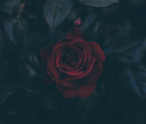 Preview wallpaper rose, bud, dark, leaves