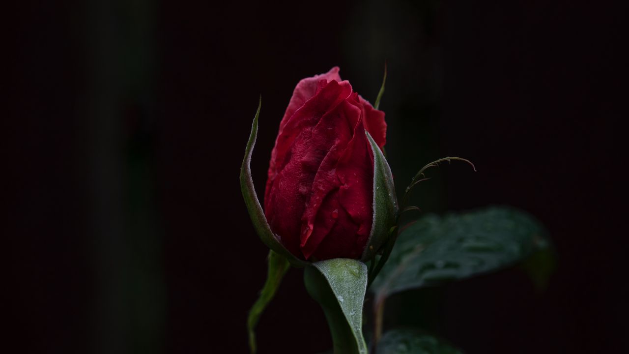 Wallpaper rose, bud, dark background