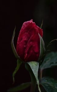 Preview wallpaper rose, bud, dark background