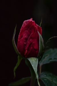 Preview wallpaper rose, bud, dark background