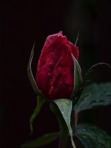 Preview wallpaper rose, bud, dark background