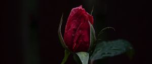 Preview wallpaper rose, bud, dark background