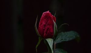 Preview wallpaper rose, bud, dark background