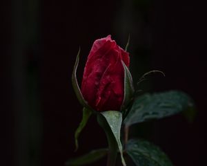 Preview wallpaper rose, bud, dark background