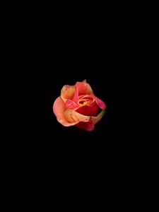 Preview wallpaper rose, bud, darkness, flower, minimalism