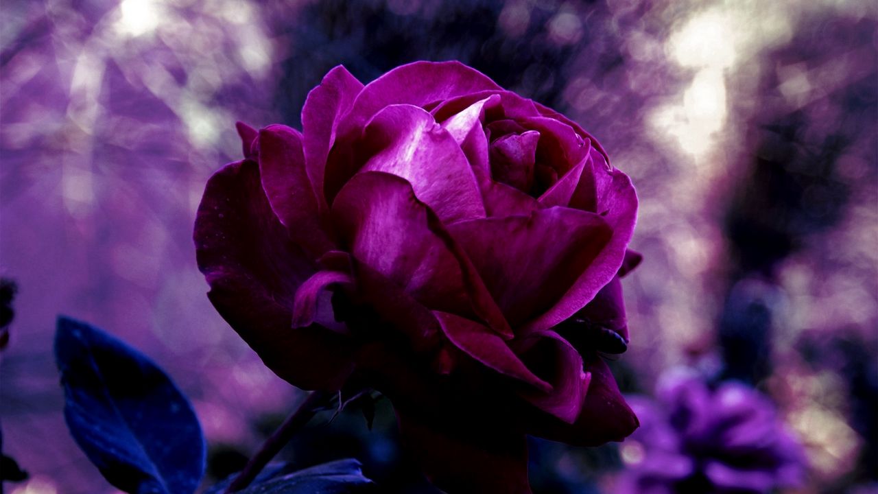 Wallpaper rose, bud, drop, evening, blurring
