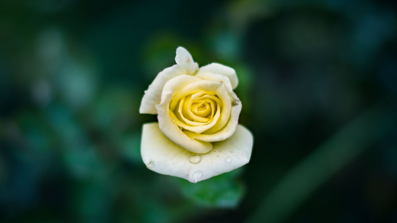 Wallpaper rose, bud, drops, close-up