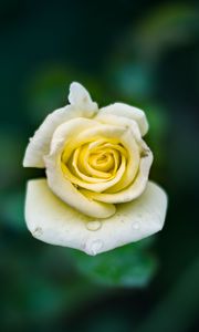 Preview wallpaper rose, bud, drops, close-up