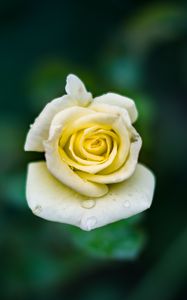 Preview wallpaper rose, bud, drops, close-up