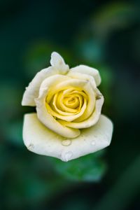 Preview wallpaper rose, bud, drops, close-up