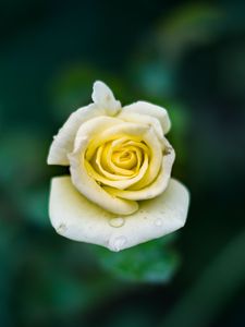 Preview wallpaper rose, bud, drops, close-up
