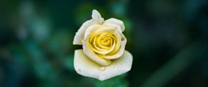 Preview wallpaper rose, bud, drops, close-up