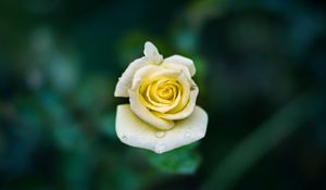Preview wallpaper rose, bud, drops, close-up