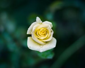 Preview wallpaper rose, bud, drops, close-up