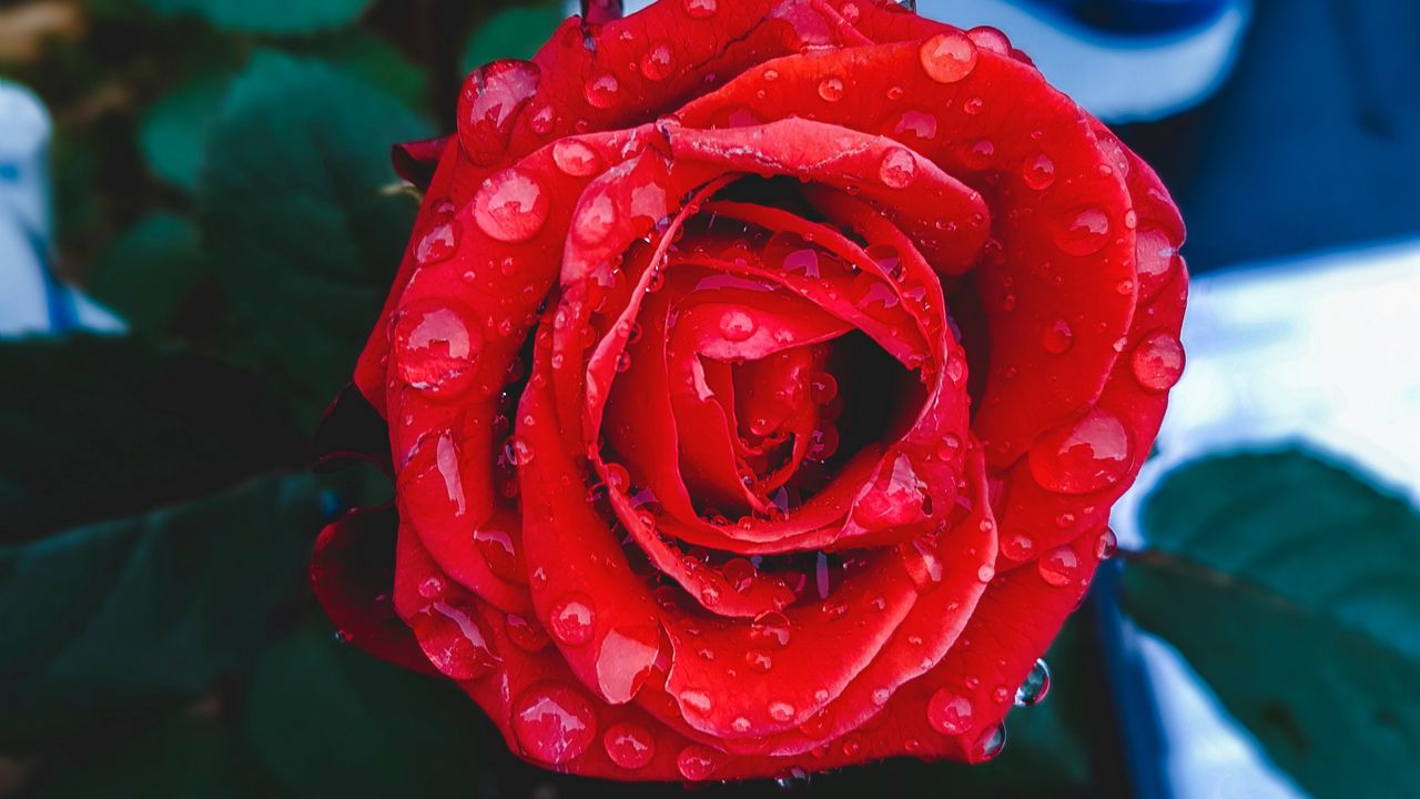 Wallpaper rose, bud, drops, red, closeup