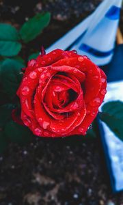 Preview wallpaper rose, bud, drops, red, closeup