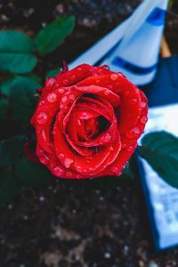 Preview wallpaper rose, bud, drops, red, closeup