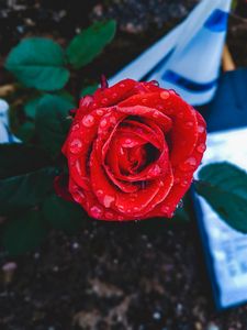 Preview wallpaper rose, bud, drops, red, closeup