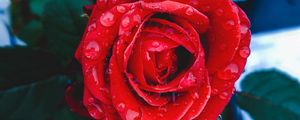 Preview wallpaper rose, bud, drops, red, closeup