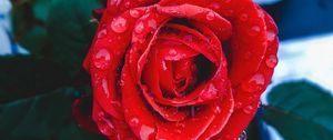 Preview wallpaper rose, bud, drops, red, closeup