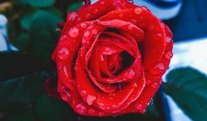 Preview wallpaper rose, bud, drops, red, closeup