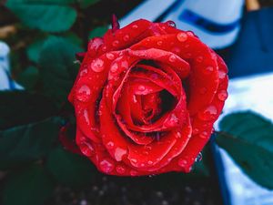 Preview wallpaper rose, bud, drops, red, closeup