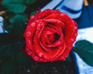 Preview wallpaper rose, bud, drops, red, closeup