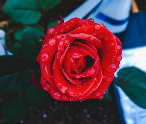 Preview wallpaper rose, bud, drops, red, closeup