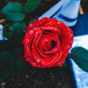 Preview wallpaper rose, bud, drops, red, closeup