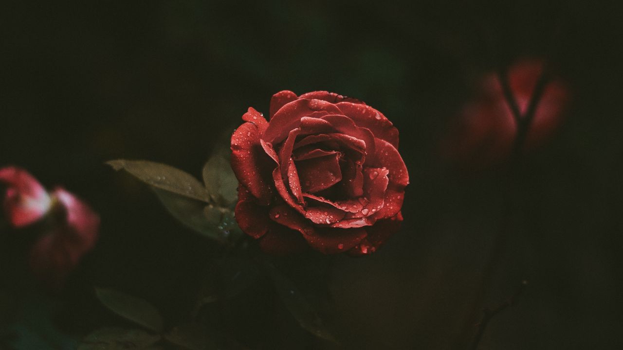 Wallpaper rose, bud, drops, dark background