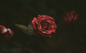 Preview wallpaper rose, bud, drops, dark background