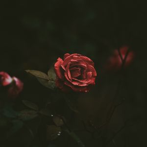 Preview wallpaper rose, bud, drops, dark background