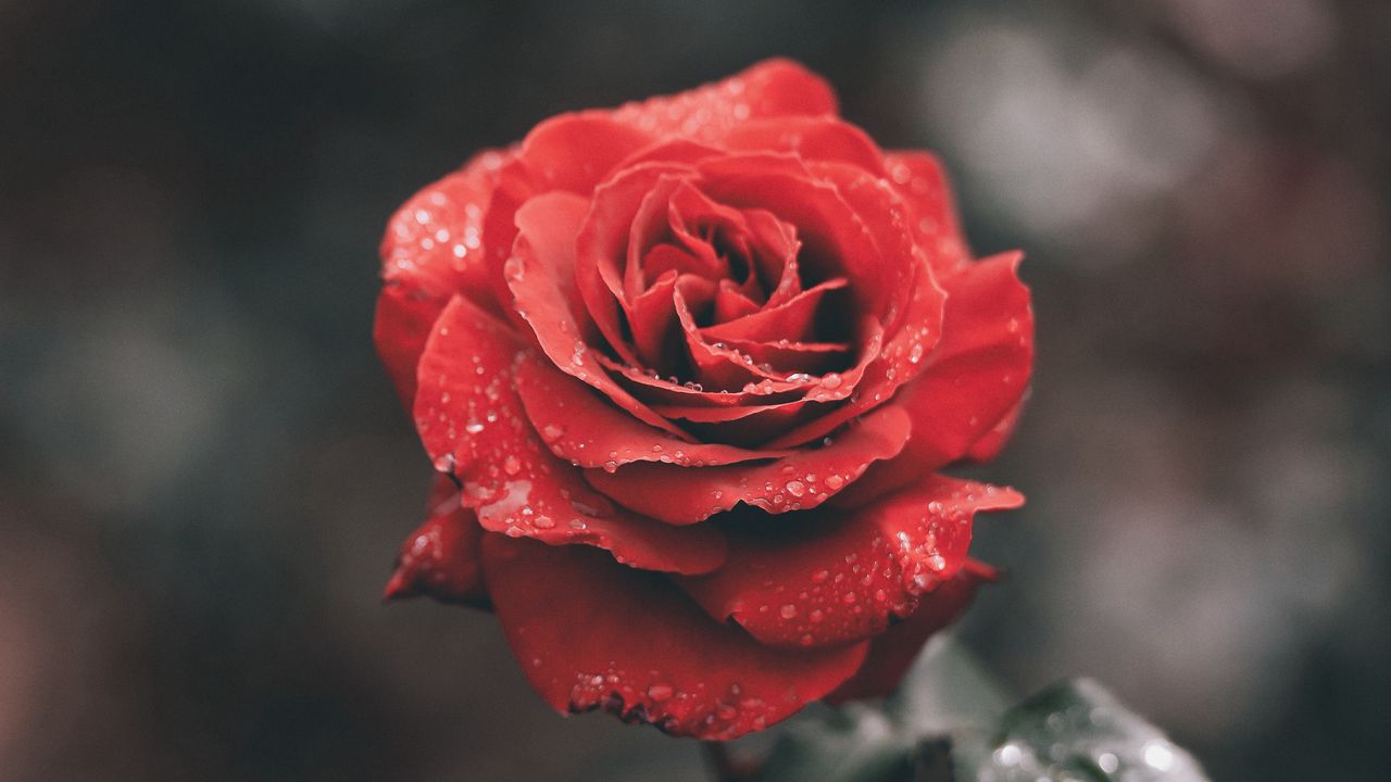 Wallpaper rose, bud, drops, stem