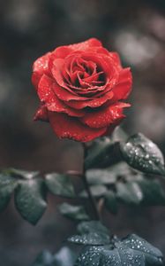 Preview wallpaper rose, bud, drops, stem