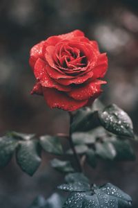 Preview wallpaper rose, bud, drops, stem