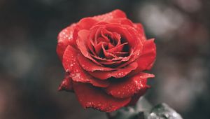 Preview wallpaper rose, bud, drops, stem