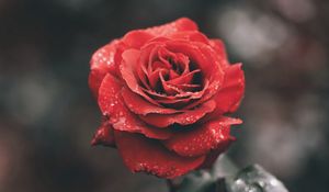 Preview wallpaper rose, bud, drops, stem