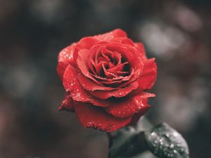 Preview wallpaper rose, bud, drops, stem