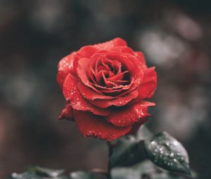 Preview wallpaper rose, bud, drops, stem