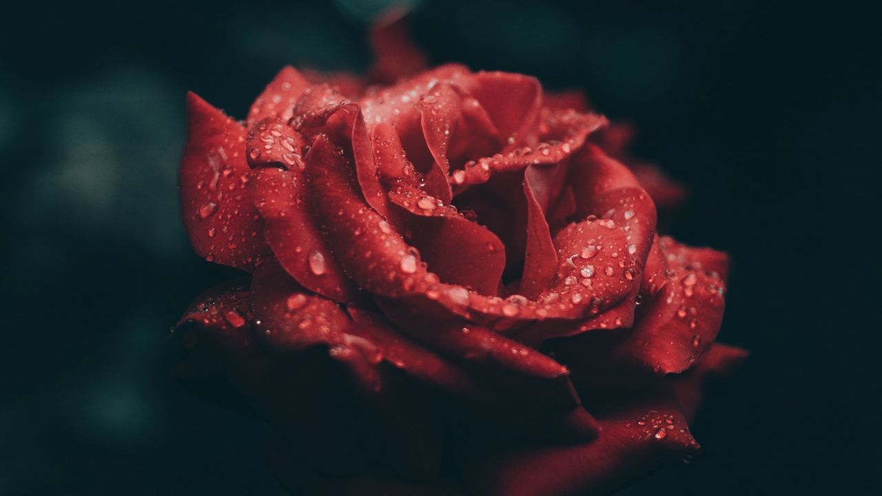 Wallpaper rose, bud, drops, red, petals